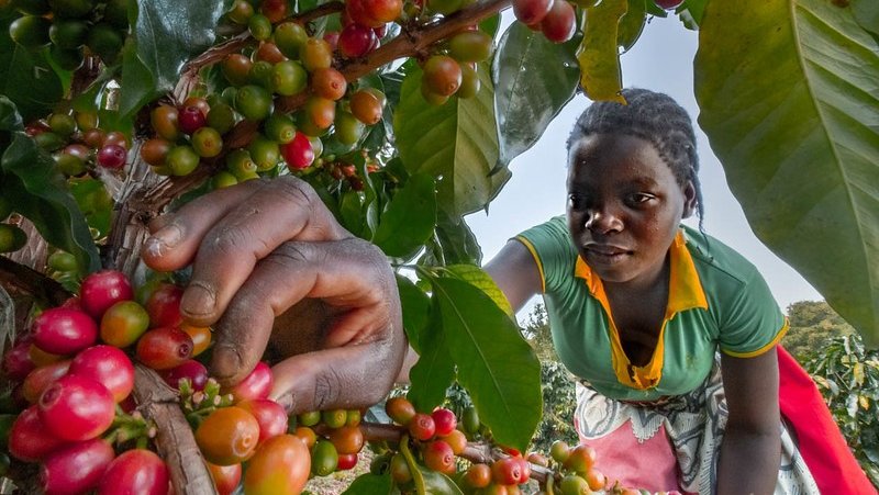 a woman picking fruit