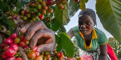 Close up of a woman's hand as she picks coffee.