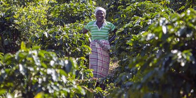 A woman stands among green coffee plants.