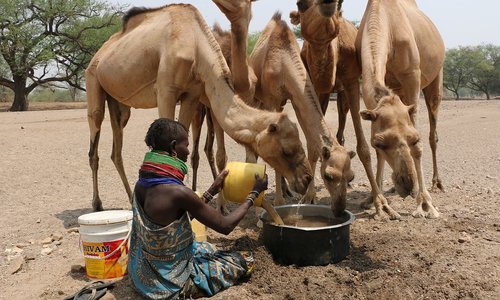 A seated woman pours water into a large bowl from which camels are drinking.