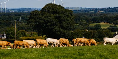 a group of cows grazing on a pasture with wind turbines in the background