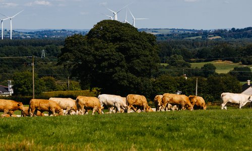 cows grazing in a field with wind turbines working in the background