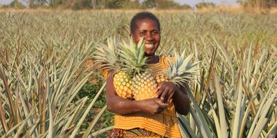 A smiling woman holds large pineapples in her arms as she stands in a crop field.