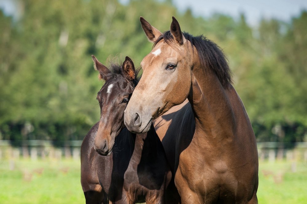 a mare and her foal on a paddock