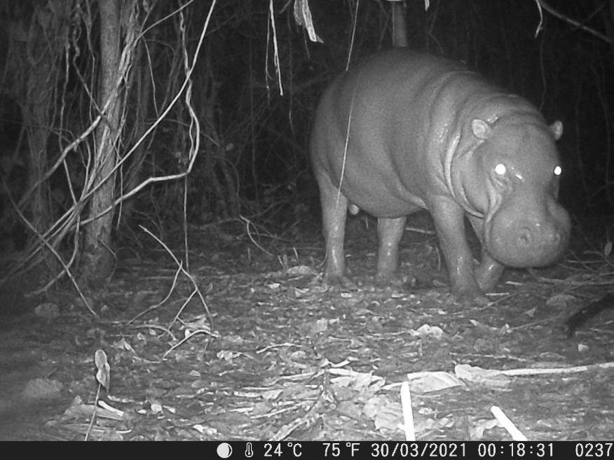 Nighttime footage of a pygmy hippo