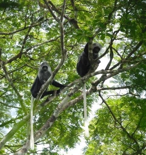 Two monkeys looking down from a tree