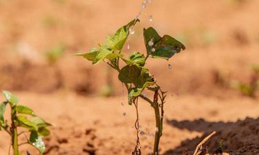 seedling in the ground