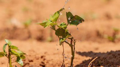 seedling in the ground