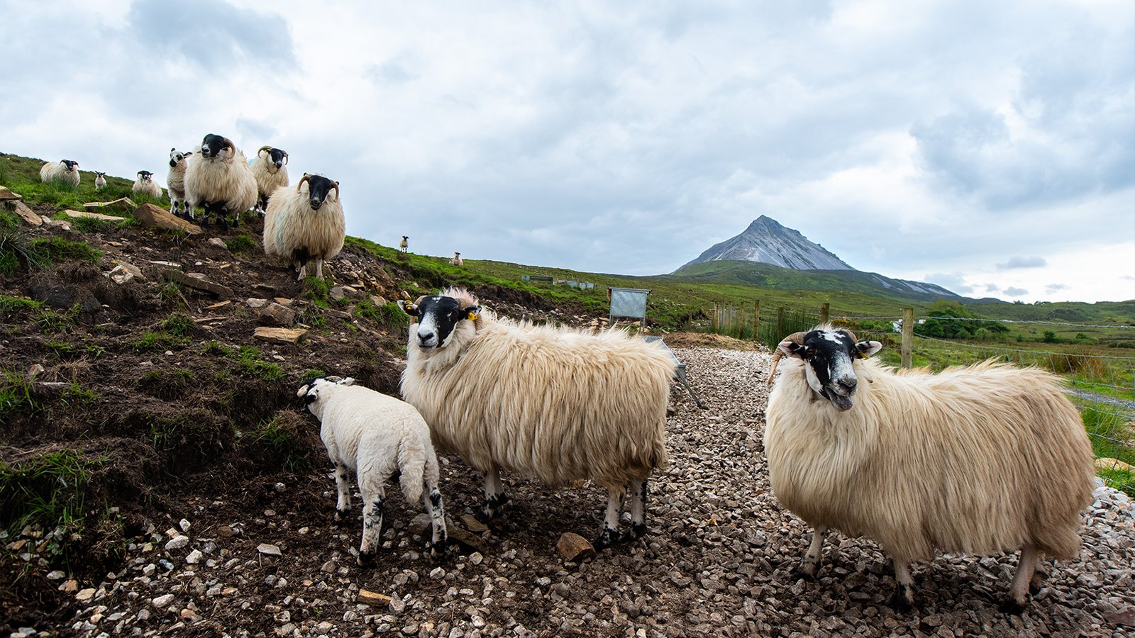 Eight sheep look curiously at the camera, with a mountain in view in the background.