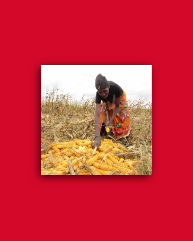 Woman with a pile of maize