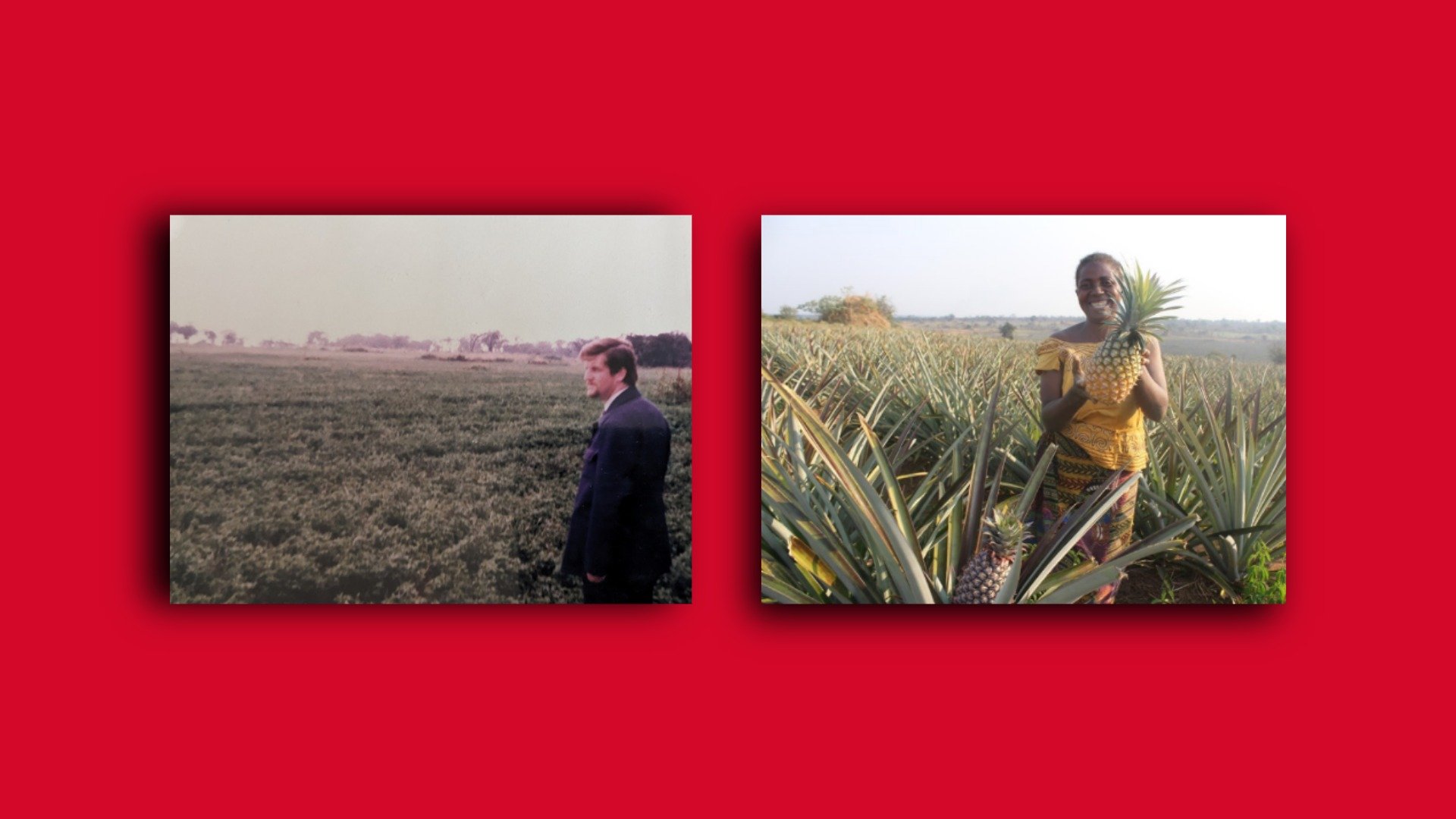 Left: a man looks out over a field, Right: A women harvests pineapple