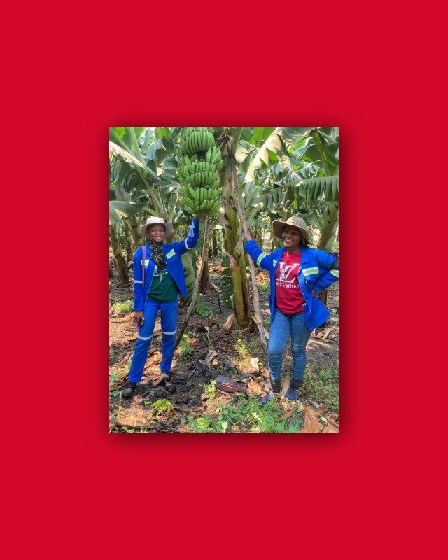Chakanaka staff with a banana tree